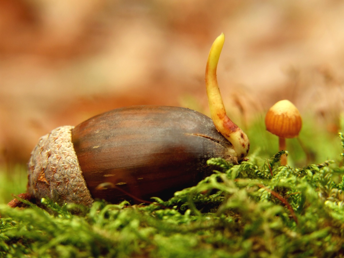どんぐり1000年の森をつくる会 – 宮崎県都城市周辺の大淀川上流域にて